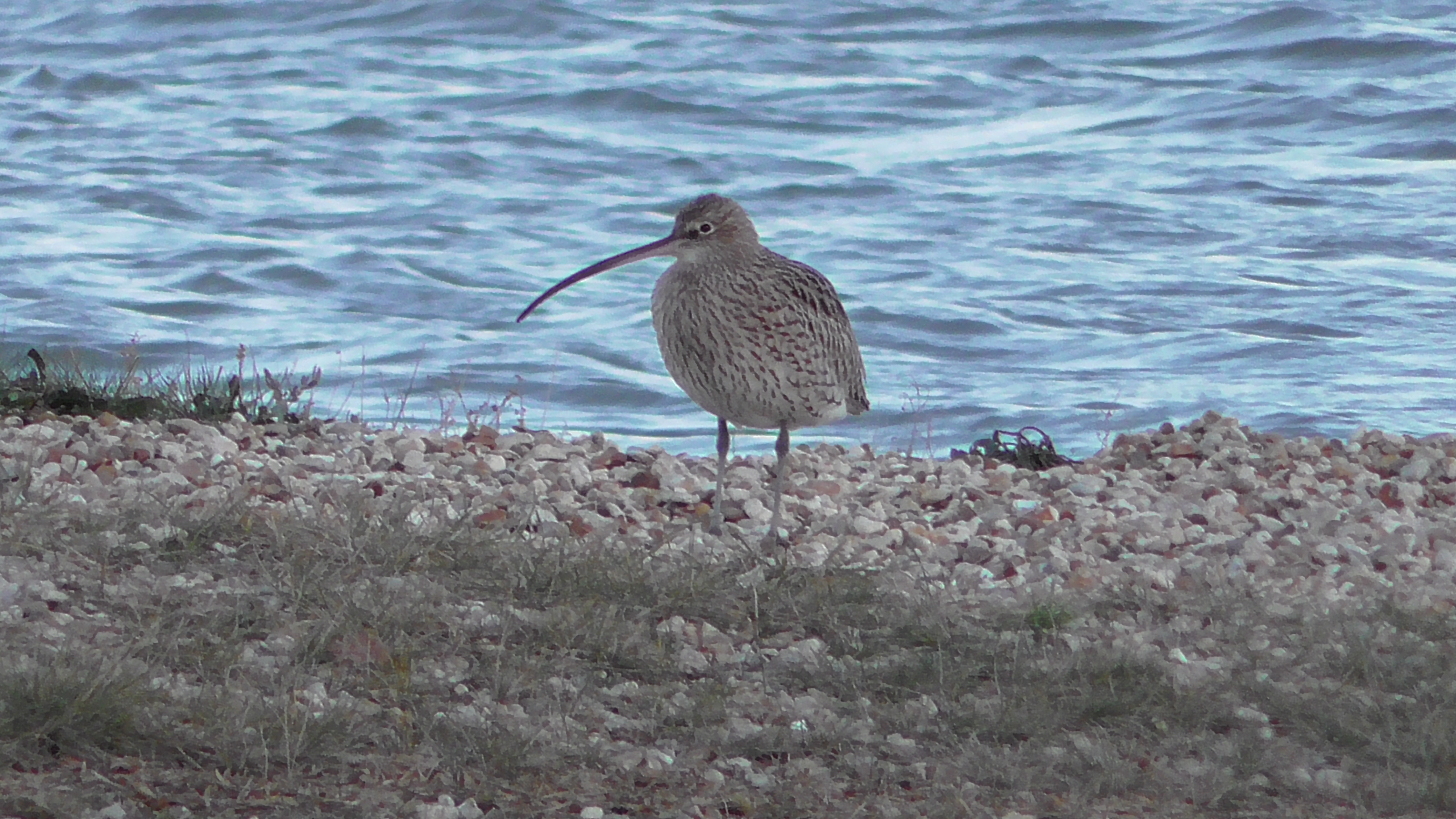 Curlew