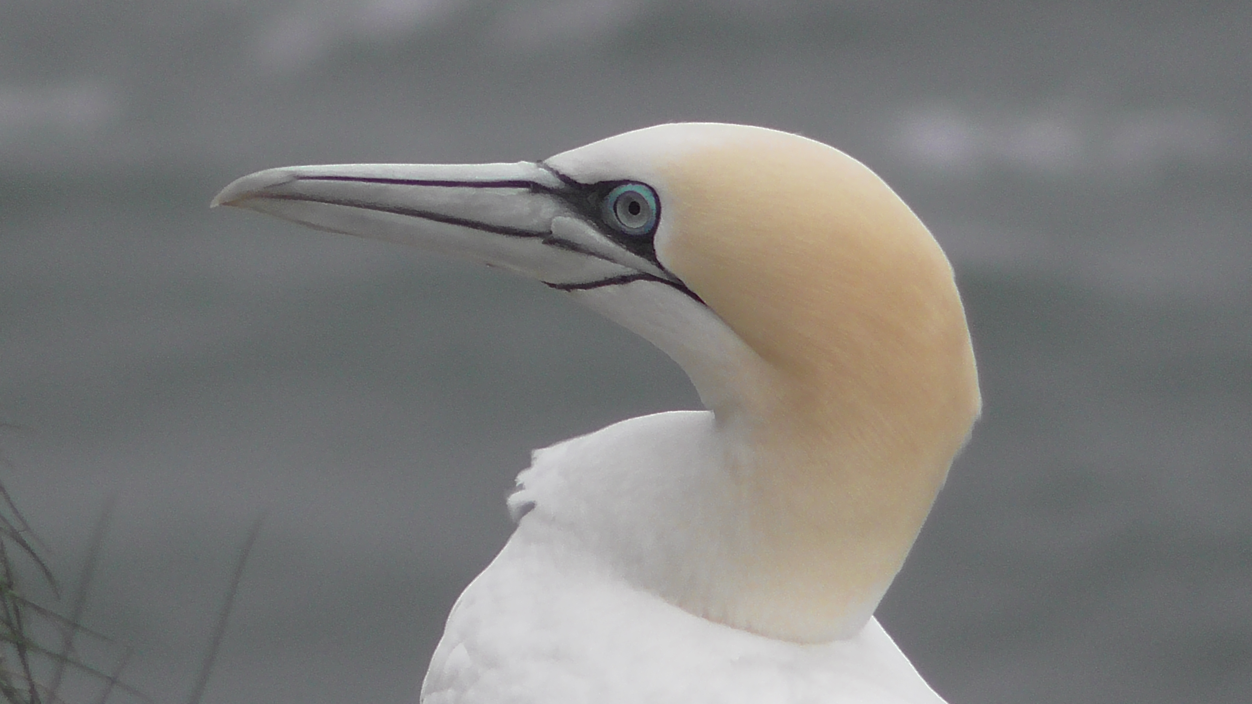 Gannet