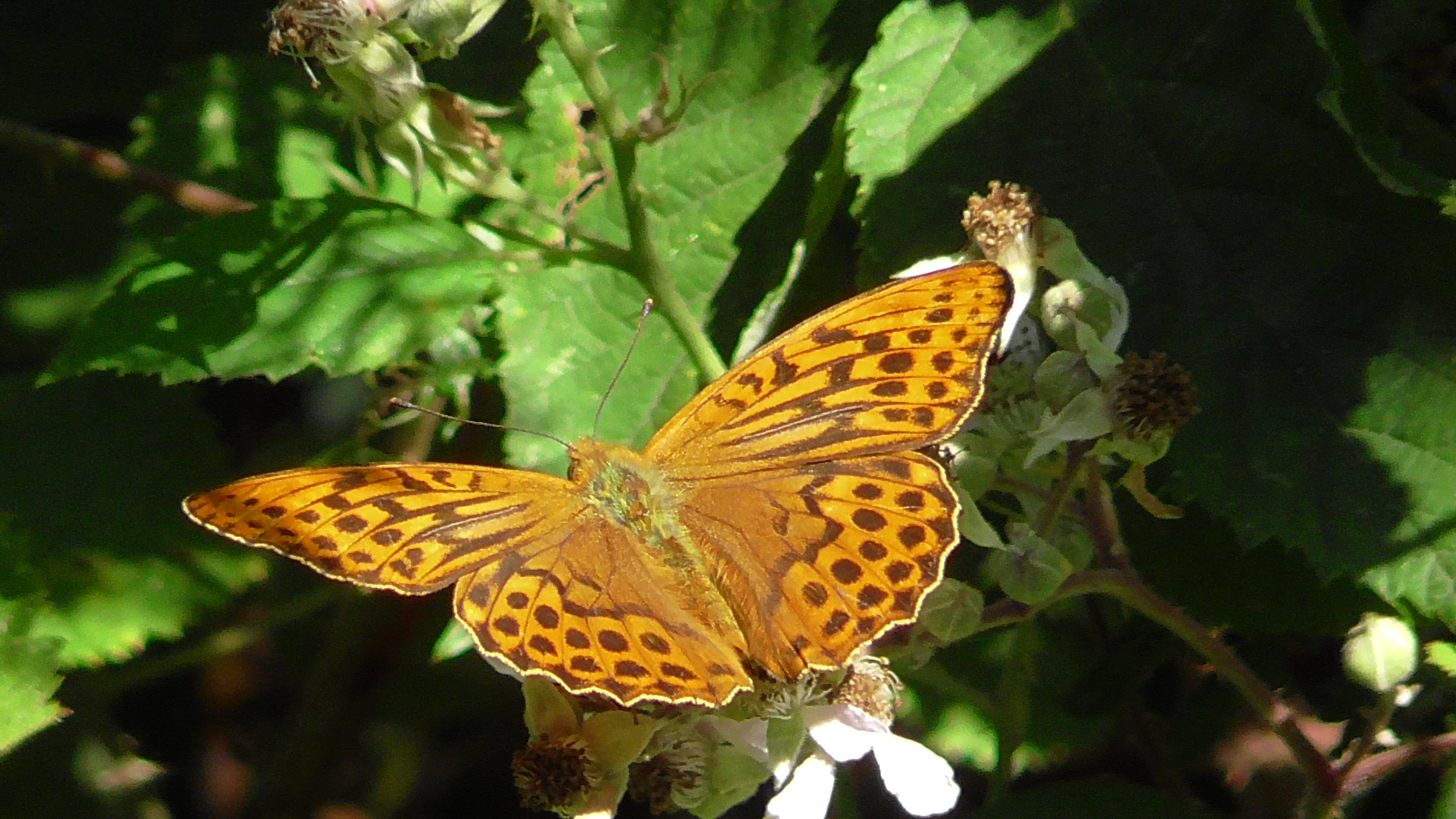Silver Washed Fritillary (male)