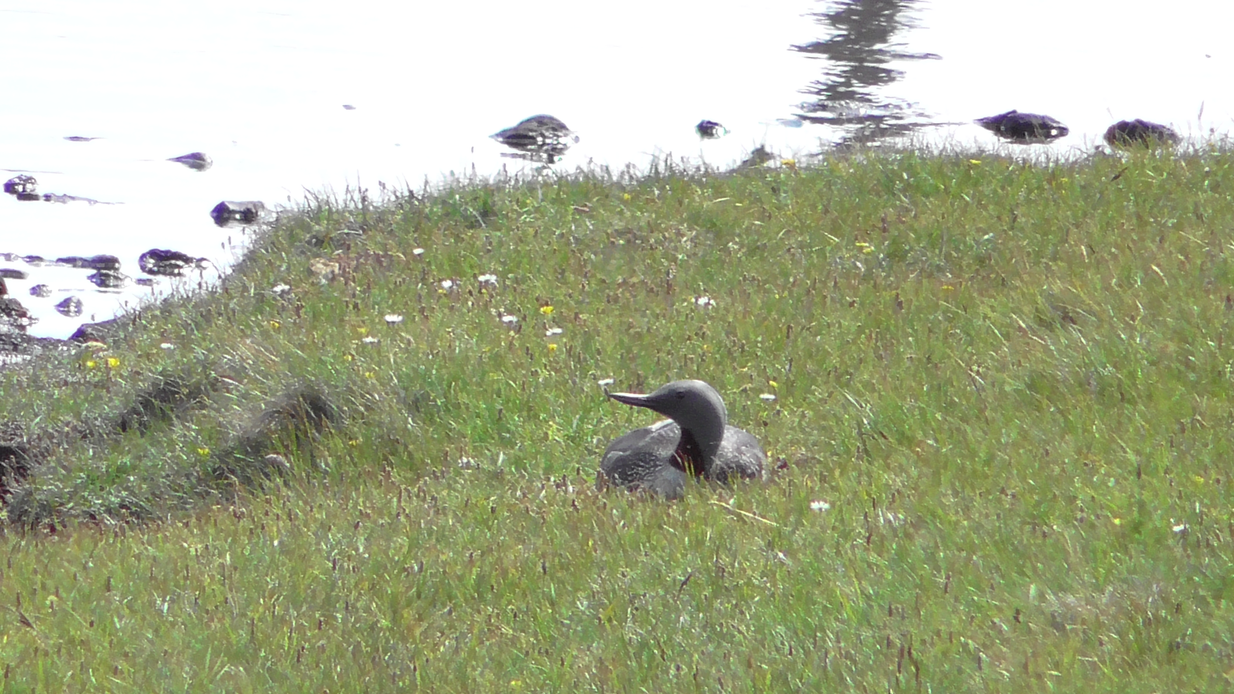 Red Throated Diver