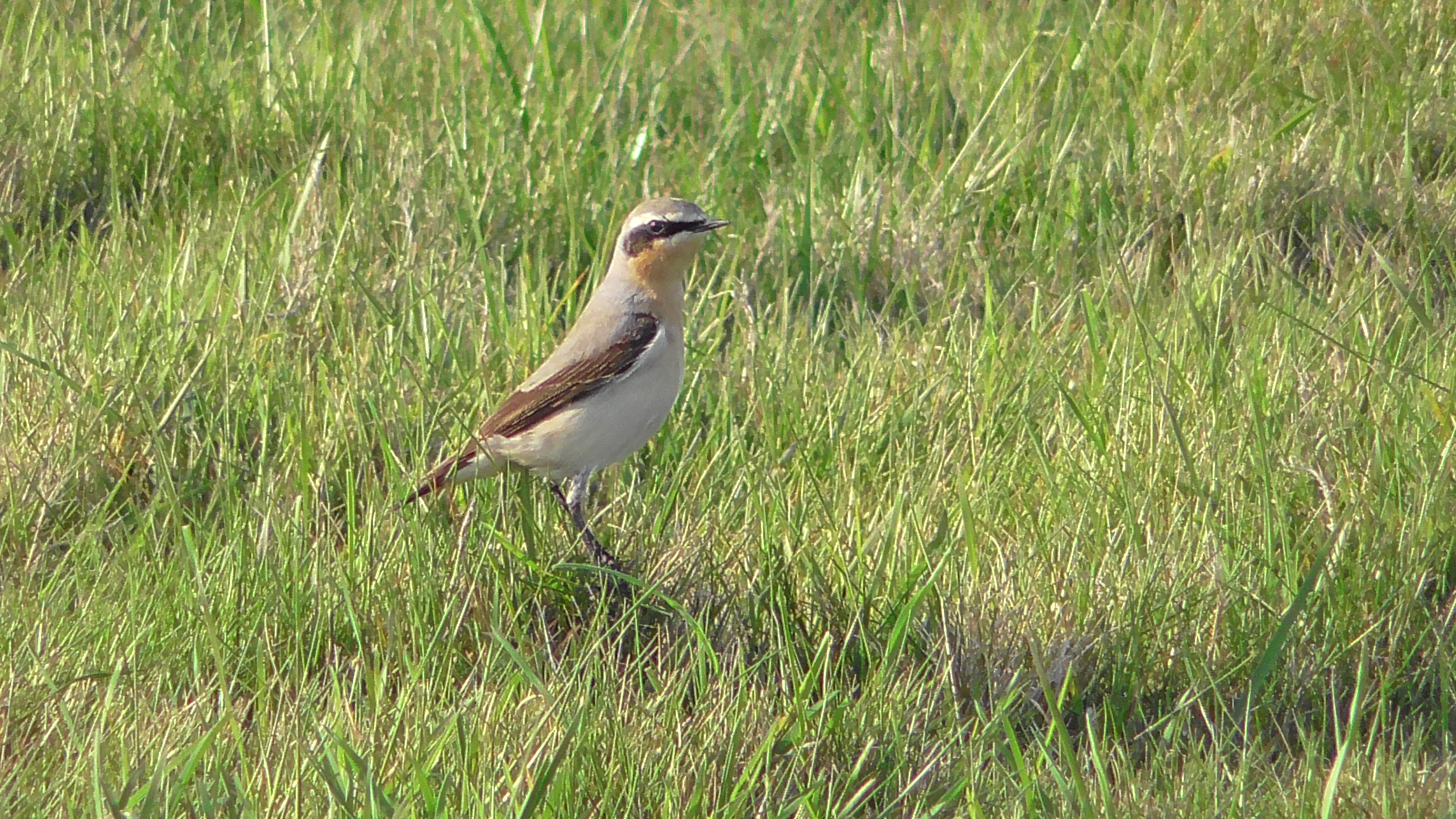 Wheatear (male)