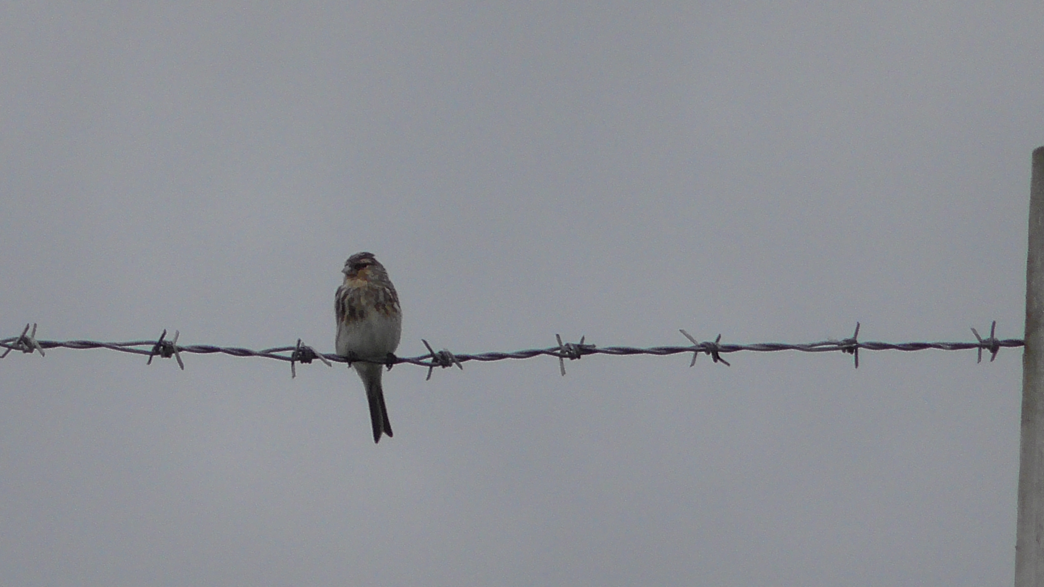 Twite
