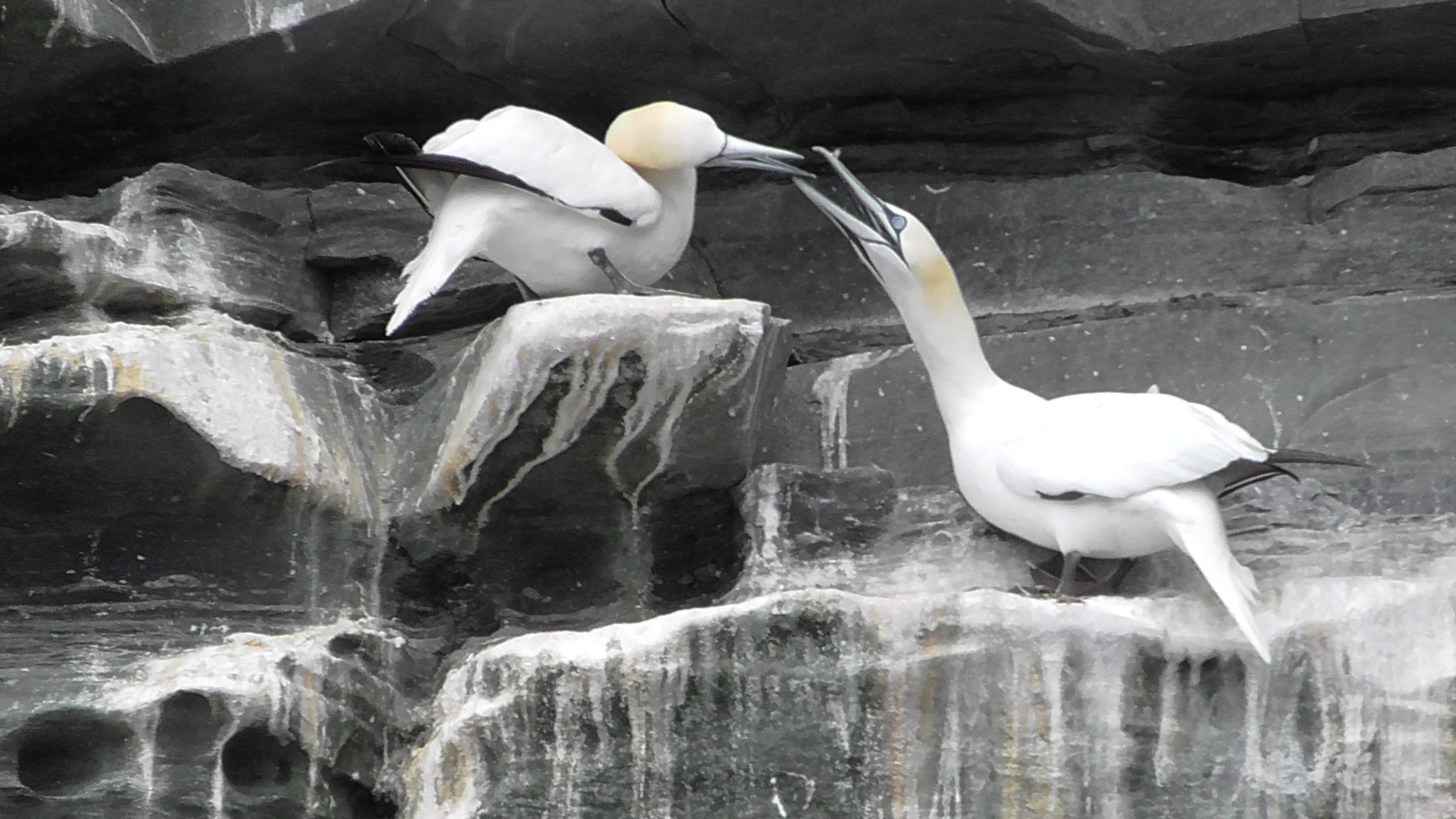 Gannets