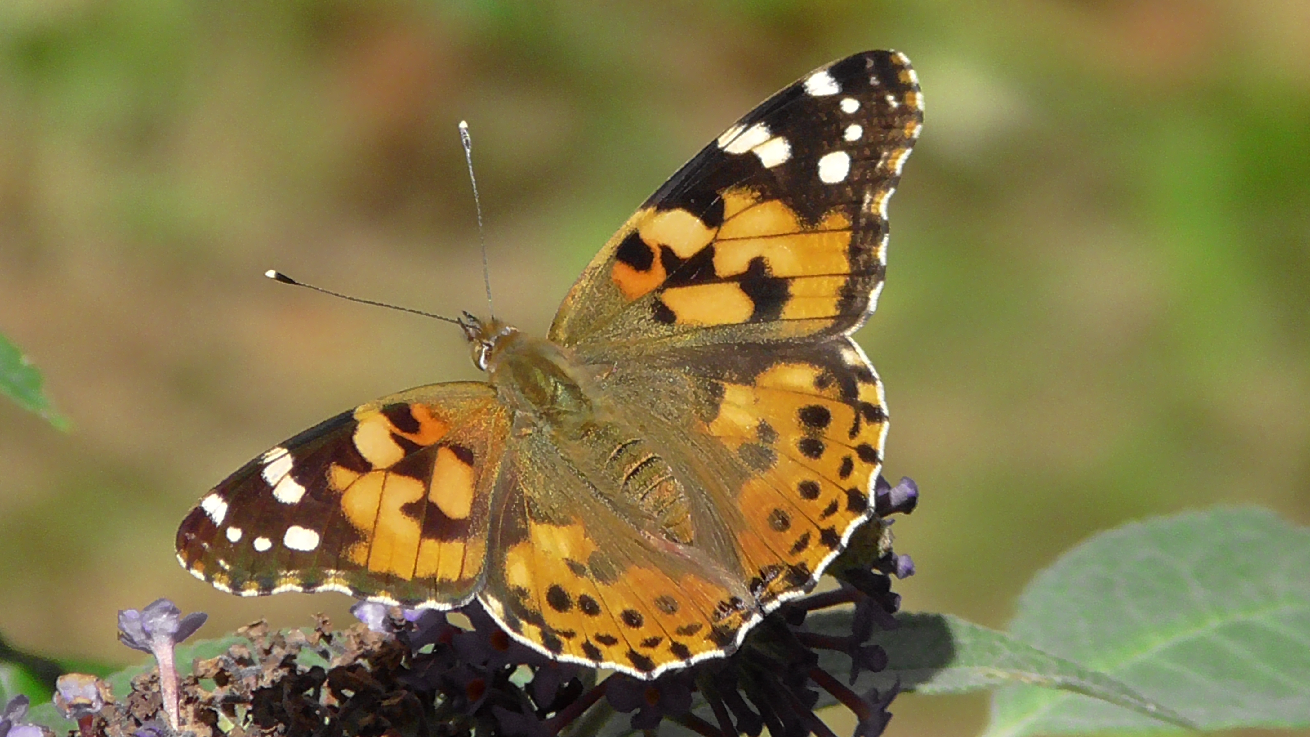 Painted Lady Butterfly