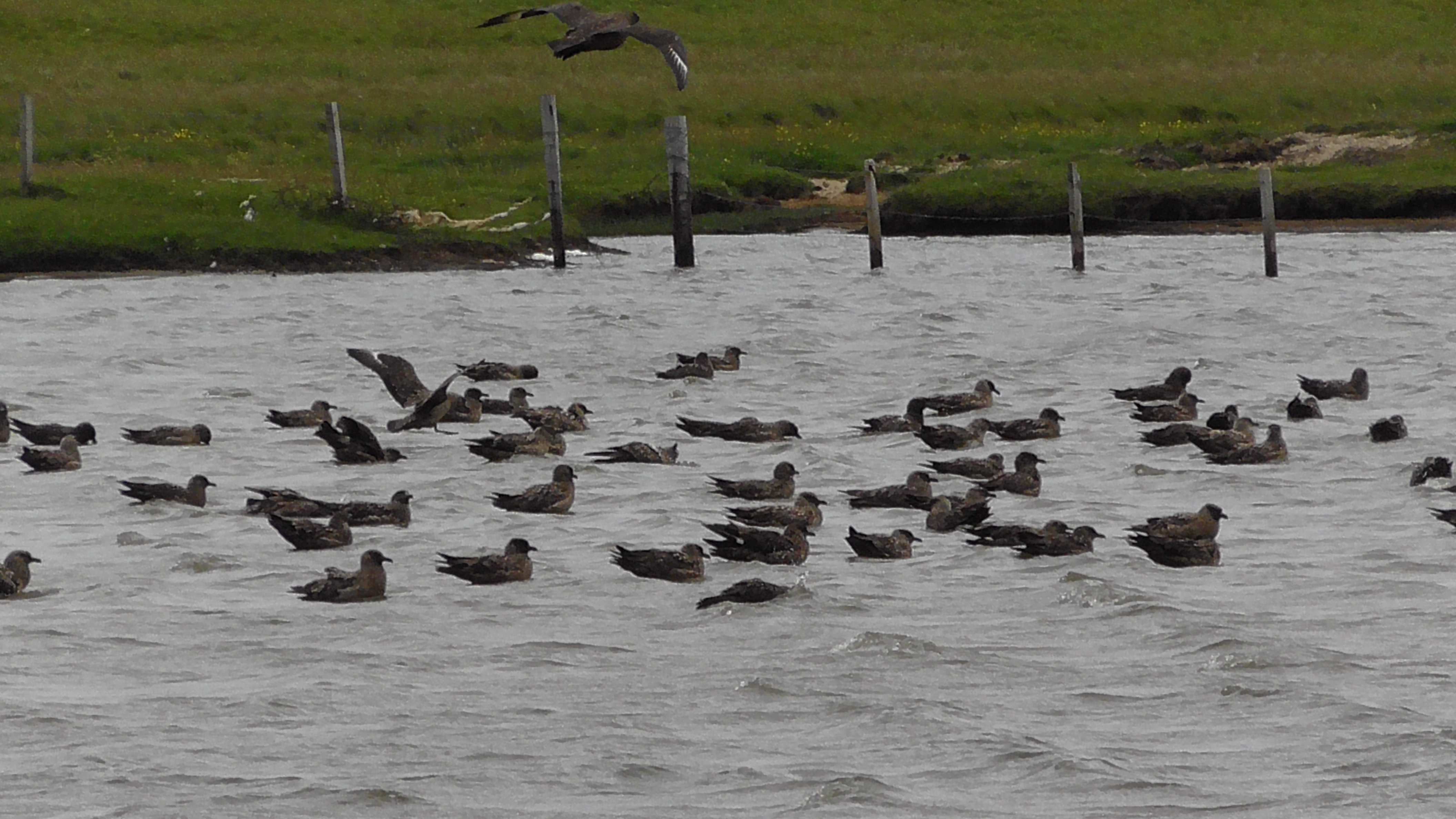 Great Skuas (Bonxies)