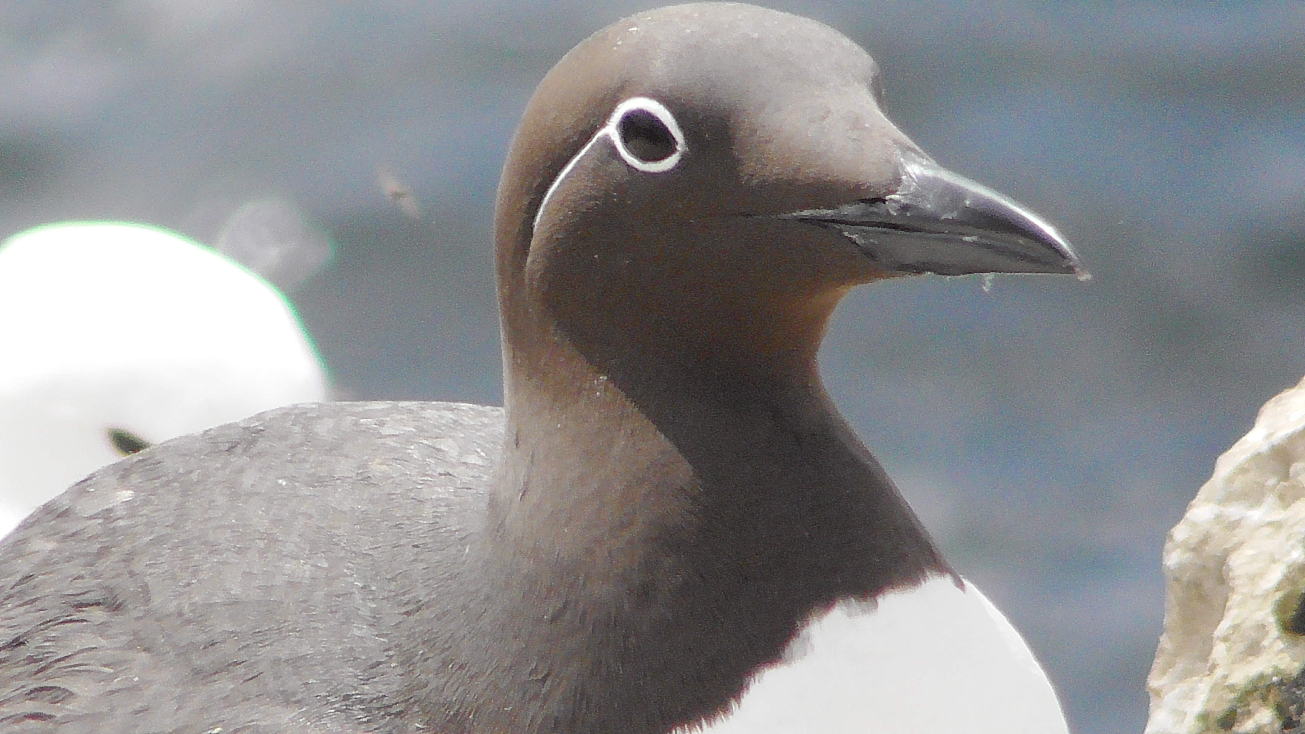 Bridled Guillemot