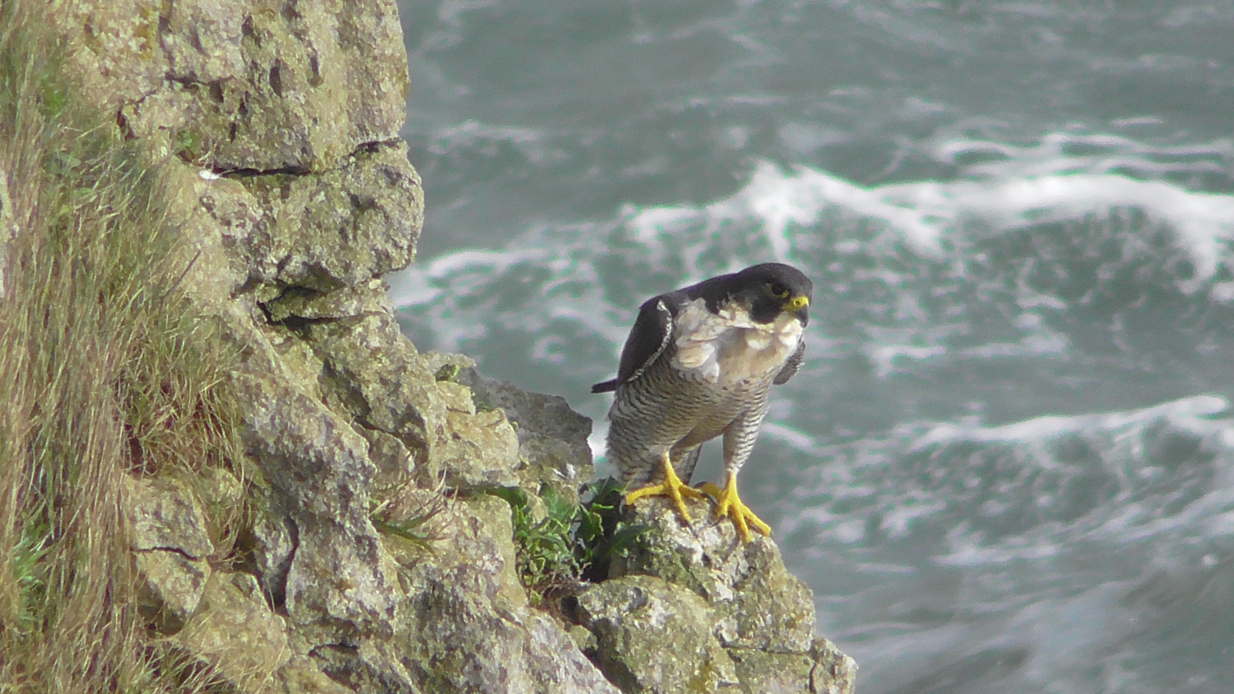 Peregrine Falcon