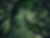 leaves-bg1.jpg