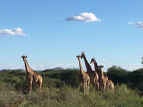 Giraffes