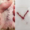 pyometra beim hamster