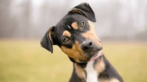 New People, New Places, No Problem: How to Help Your Dog Adjust