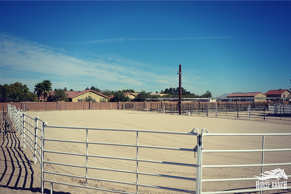 What Makes the Best Horse Ranch in Las Vegas? Your Guide to Exceptional Equine Services