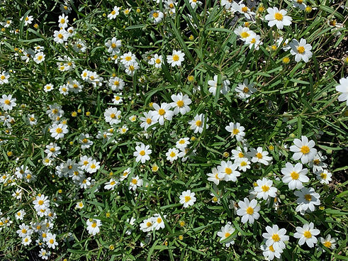 daisy,blackfoot4_edited.jpg