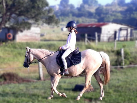 Beginners Riding Horses Bit-Free