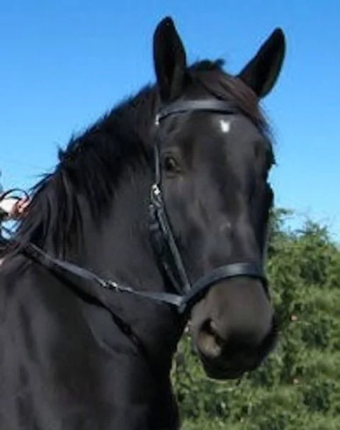 Draft Cross Under Bitless Bridles Happyhorsesbitless
