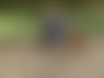 A woman on a paint horse practicing doing a one rein stop