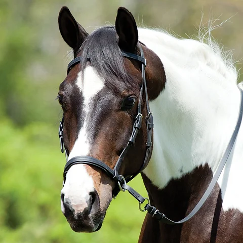 Miniature Cross Under Bitless Bridle Happyhorsesbitless