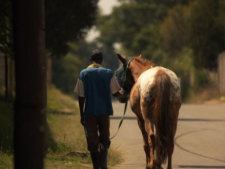 Walking with Horses