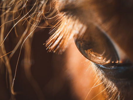 Leadership and Horses