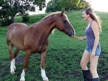How to Give Treats to a Horse Safely