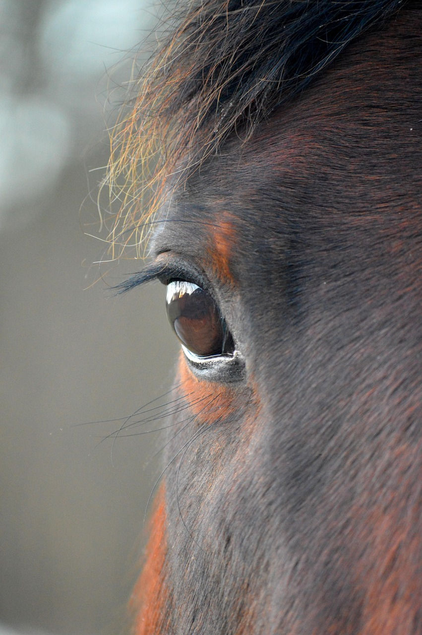A close up of a horses eye