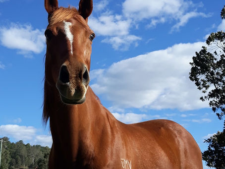 Chestnut horse with a bright blue sky behind them
