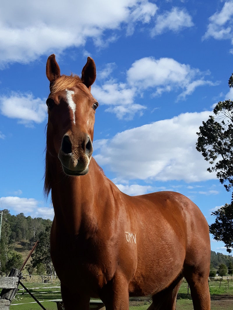 Chestnut horse with a bright blue sky behind them