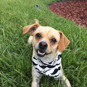 SLWDesignsCo Bandana & Collar Set