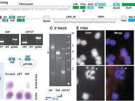 Horizontal Gene Transfer and Evolution: A Critical Analysis of Its Theological and Biological Implications
