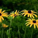 Rudbeckia speciosa var sullivantii.jpg