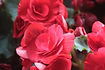 Rode rozen