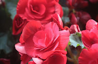 Red Roses