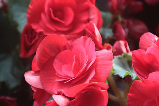Red Roses