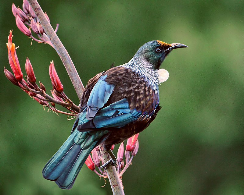 Tui bird on a flax flower stalk