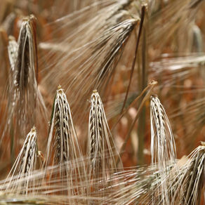 Le gluten,une mode ou pas ?
