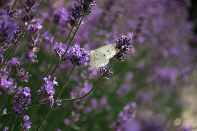 Rozlehlá zahrada zajišťující klid a soukromí.