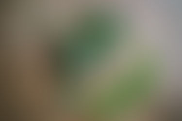 25+ Health Benefits of the Moringa Tree