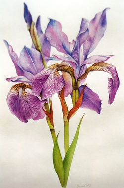 iris