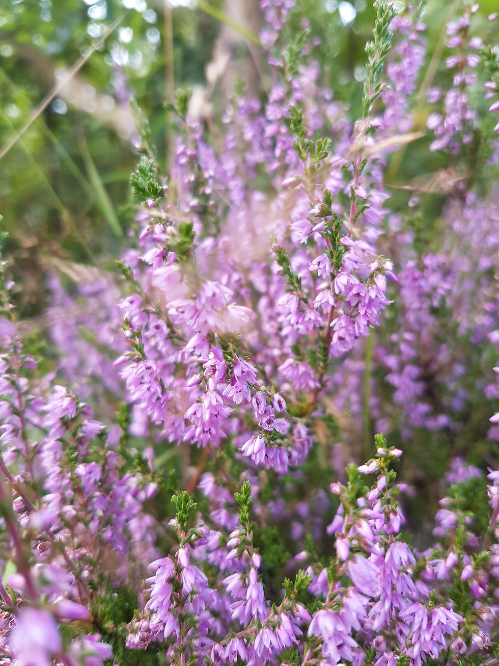 Majoitus luonnossa.