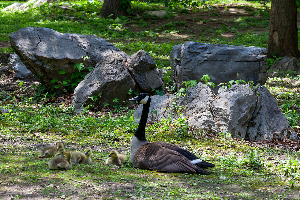 A Canada goose and its fluffy yellow goslings rest peacefully on the green grass in Hagerstown City Park under the midday sun.