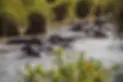 hippos.webp