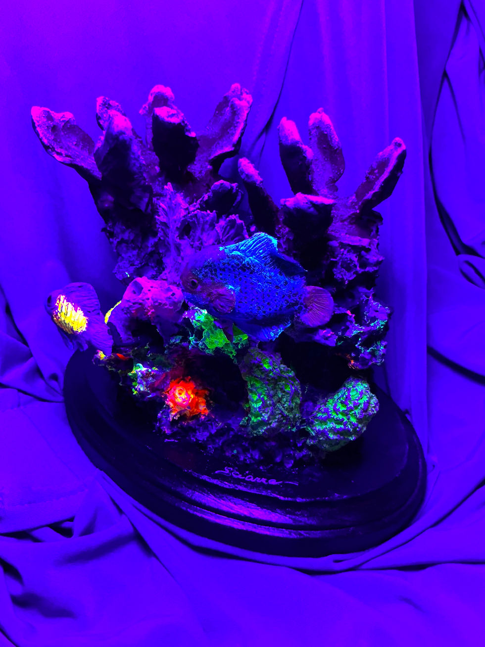 Thumbnail: Atlantic Coral Reef #0570