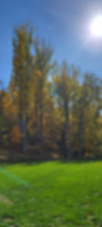 124 yard and trees .jpg