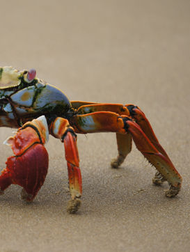Colorful crab with red and blue arms crawls across sand, katrinaweiland.