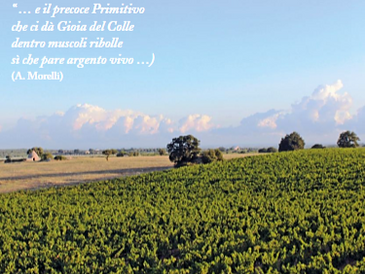 Terre del Primitivo, da Turi a Gioia del Colle