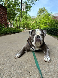 IMG_0232.jpg