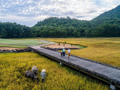 The rice fields on the Sir Nick Faldo Signature Design at Laguna Golf Lang Co hit an enticing visual peak during summer