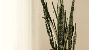 Espada de São Jorge - O que a torna tão polêmica?