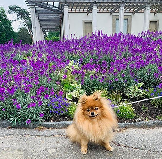 Dog and flowers