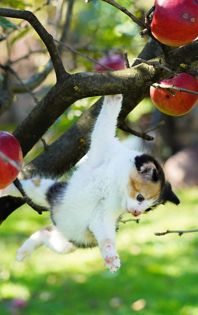 Kitten playing